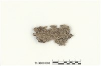 藏品(綠透塔葉蘚)的圖片